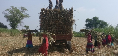 Índia antecipa acordos para exportação de açúcar em meio a geadas no Brasil