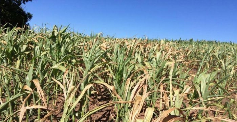 Milho/MS: Agricultura estima quebra de 9% por causa da estiagem