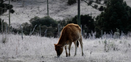 No Paraná, geadas requeimam milho, trigo e cana, e podem vir mais
