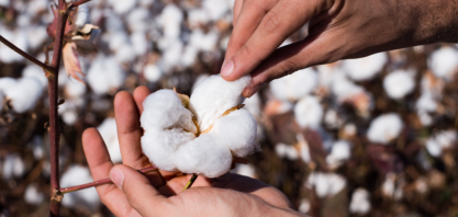 MT: Bom Futuro vê rendimento de algodão acima da média e amplia plantio