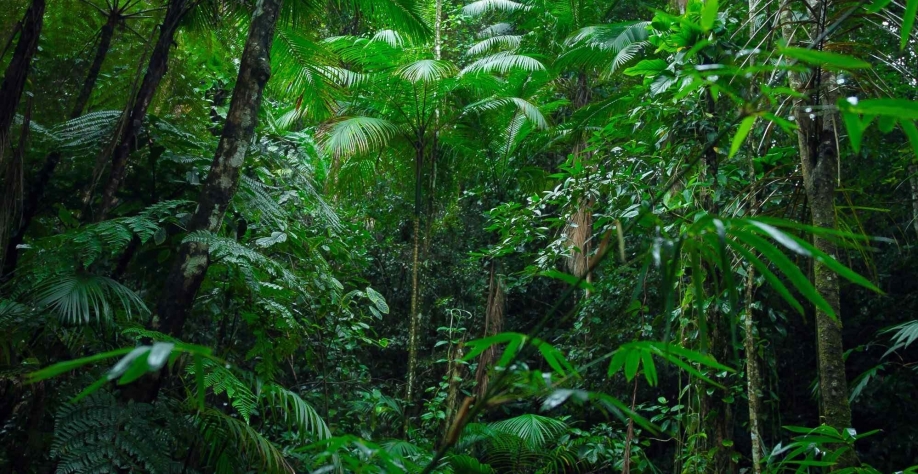 Sabia que os produtores rurais protegem 20,5% das áreas nativas do Brasil?