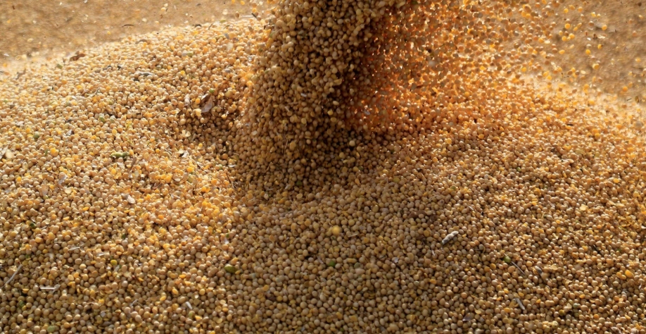 China reduz esmagamento de soja e importa menos grãos do Brasil em junho