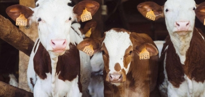 EUA: Preço de bezerro dispara e indica carne bovina mais cara