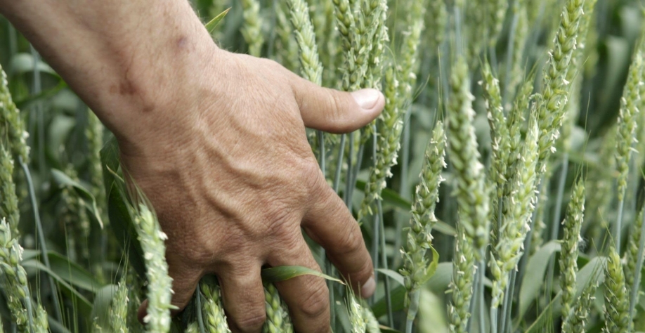 Geadas levam mais riscos às já comprometidas safras de milho e trigo do PR