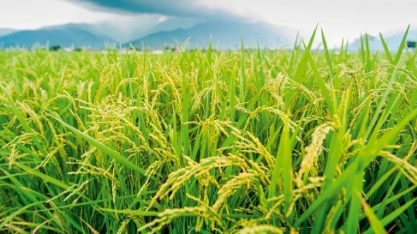 Arroz: Análise Conjuntural Agromensal Julho Cepea/Esalq/USP