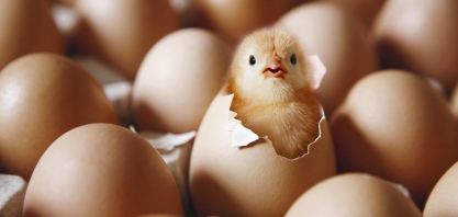 Você compraria ovos de galinhas felizes?A granja Mantiqueira aposta que sim