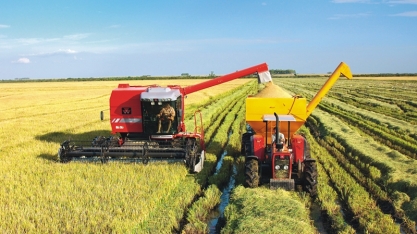 Indústria da ração compra mais arroz; consumidor deve sentir alta de preço