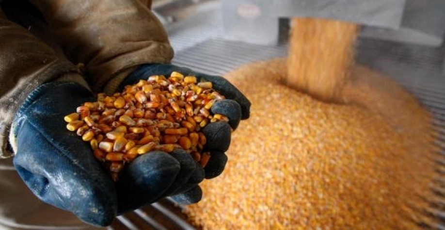 Importação de milho pela China salta 213,7% em julho