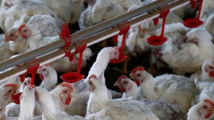 Exportação de frango sobe em julho e receita sobe quase 50%