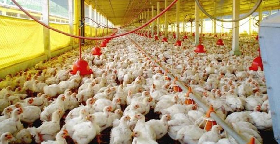 Frango: Preços sobe na semana e avicultor recupera poder de compra