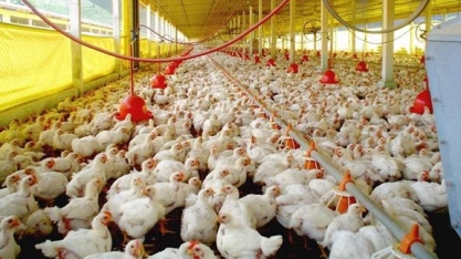 Frango: Preços sobe na semana e avicultor recupera poder de compra