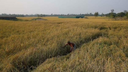 Usinas indianas se preparam para produzir açúcar bruto para exportação 