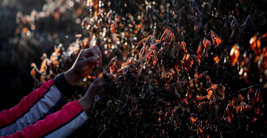 Preços do café no varejo devem subir com geadas e custos de frete