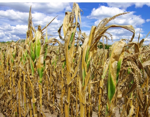 Como a seca e o calor extremo deste ano estão afetando as colheitas nos EUA