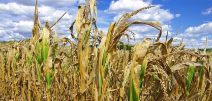 Como a seca e o calor extremo deste ano estão afetando as colheitas nos EUA