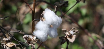 Cepea indica alta do algodão desde o início do mês