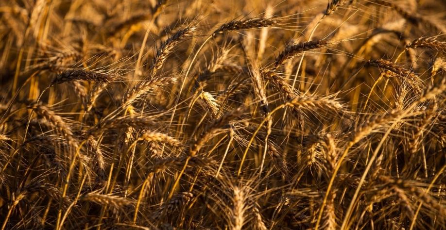 Seca e possíveis geadas ainda representam riscos para colheita de trigo