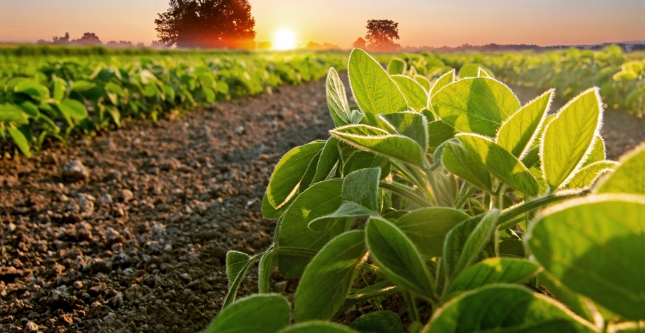 Soja: Análise Conjuntural Agromensal Julho Cepea/Esalq/USP