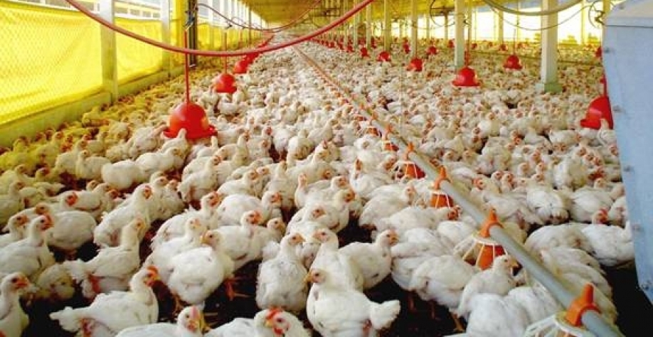Frango: Análise Conjuntural Agromensal Julho Cepea/Esalq/USP