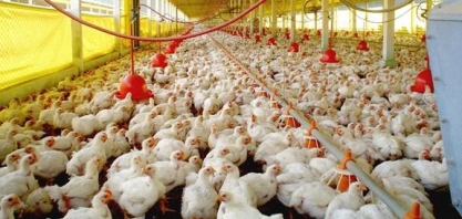 Frango: Análise Conjuntural Agromensal Julho Cepea/Esalq/USP