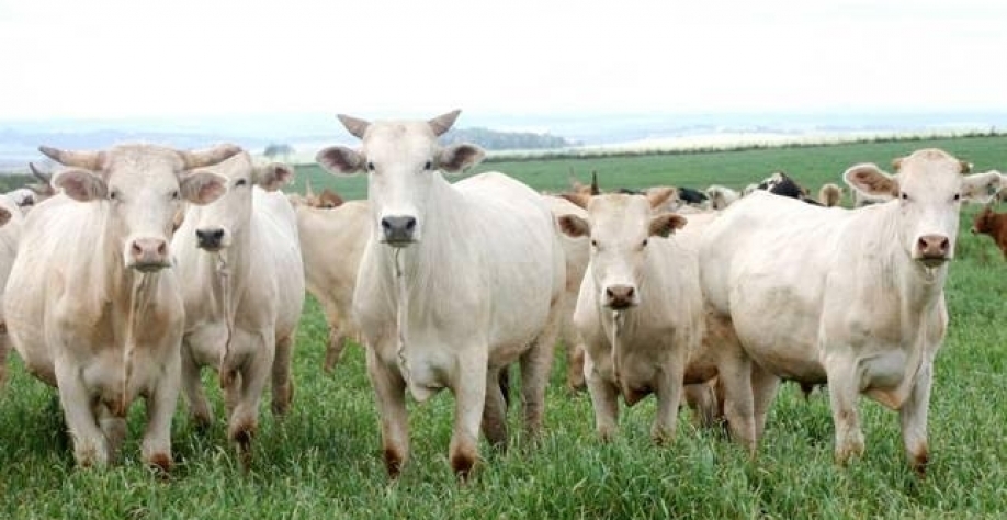 Boi: Análise Conjuntural Agromensal Julho Cepea/Esalq/USP
