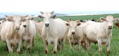 Boi: Análise Conjuntural Agromensal Julho Cepea/Esalq/USP