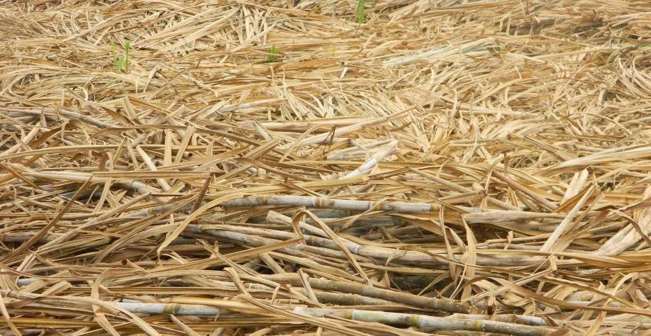 Safra de cana do Centro-Sul pode cair a 530 mi de t, com 'viés de baixa'