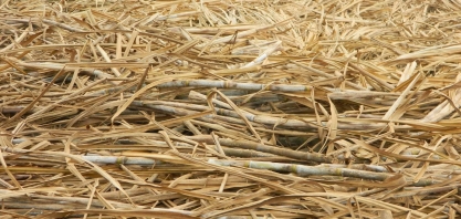 Safra de cana do Centro-Sul pode cair a 530 mi de t, com 'viés de baixa'