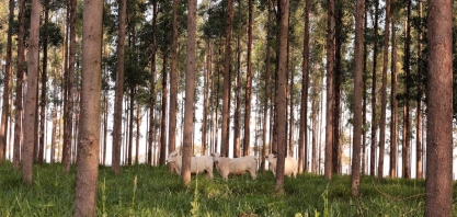 COP26 como vitrine mundial para as técnicas de agropecuária sustentável
