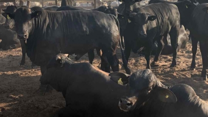 EUA exportam o mesmo que o Brasil de carne bovina, mas faturam muito mais