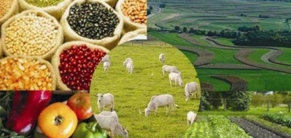 Valor Bruto da Produção do agro este ano deve ser de R$ 1,109 trilhão