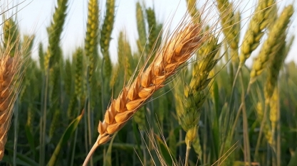Trigo: Análise Conjuntural Agromensal Julho Cepea/Esalq/USP
