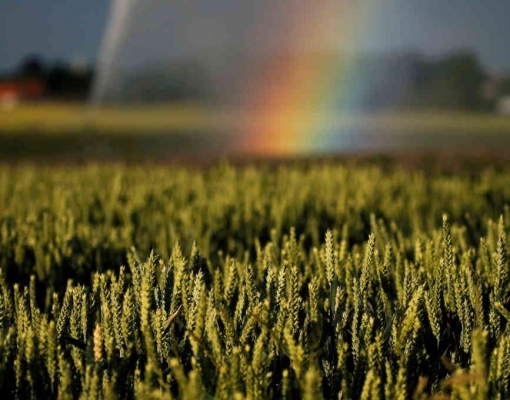 Geosys vê chuvas nos próximos dias, mas mantém alerta para cana e trigo 