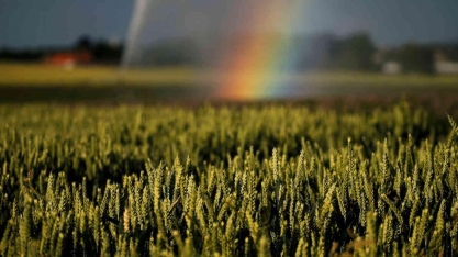 Geosys vê chuvas nos próximos dias, mas mantém alerta para cana e trigo 
