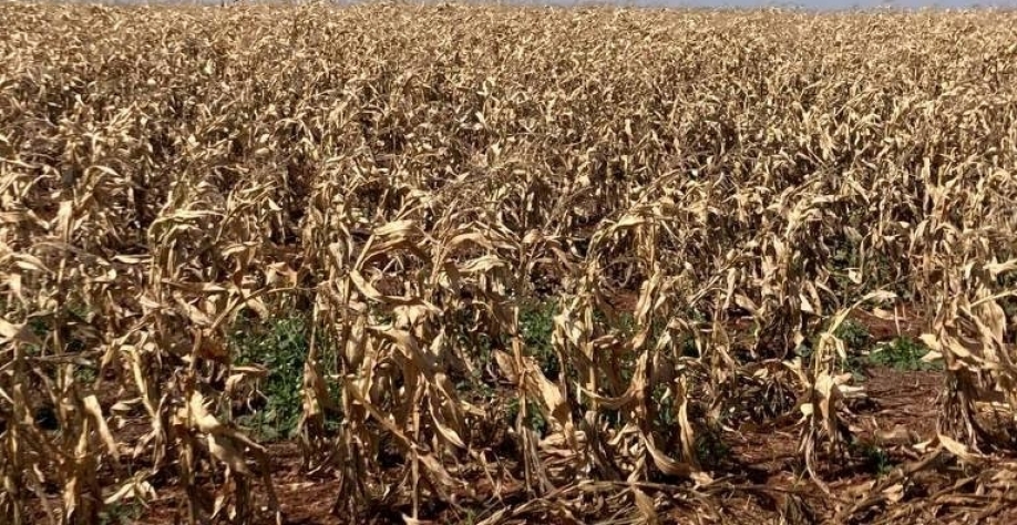 Condições das lavouras de milho e trigo do Paraná pioram mais após geadas