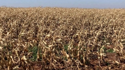 Condições das lavouras de milho e trigo do Paraná pioram mais após geadas