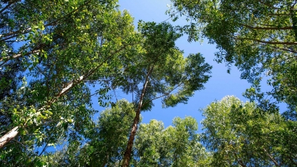 Mercado de carbono pode ser maior que o de óleo e gás, hoje em US$ 2 tri