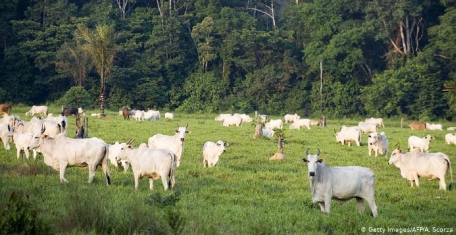 Brasil perdeu uma França de florestas para pastos desde 1985