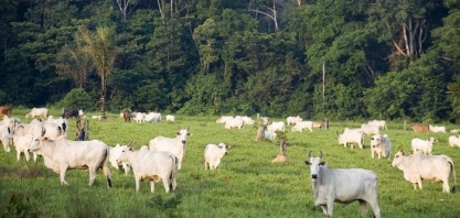 Brasil perdeu uma França de florestas para pastos desde 1985