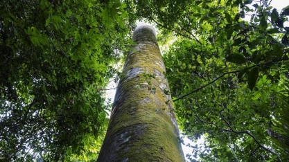 Empresas se comprometem com a descarbonização por conta própria