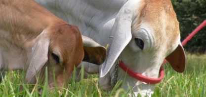 A carne que você consome pode ser boa para o meio ambiente
