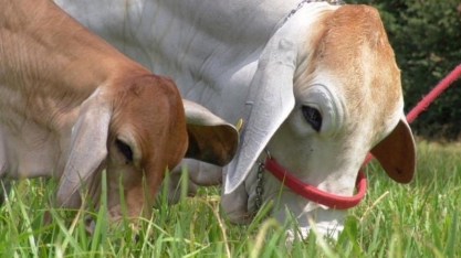 A carne que você consome pode ser boa para o meio ambiente