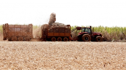 Safra de cana quebra e açúcar tem preço recorde na usina