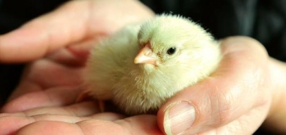 Japão abre mercado de genética avícola para Brasil