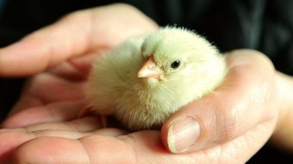 Japão abre mercado de genética avícola para Brasil