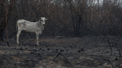 Agricultura na Bolívia e no Brasil sobe pressão sobre Pantanal na fronteira