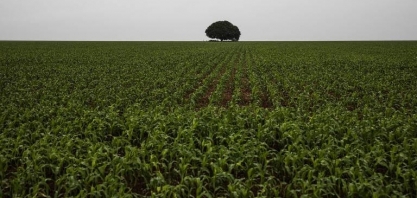 Inflação do fertilizante supera 50% na safra de milho e soja que se inicia
