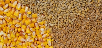 PR:Deral reduz em 200 mil t estimativa de produção de milho e trigo 2020/21