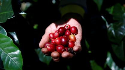 Cecafé e Serasa lançam plataforma para mitigar riscos nas compras de café