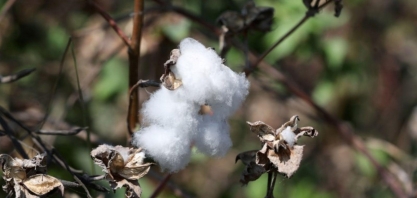 Brasil bate recorde de exportação de algodão em 2020/21 com 2,4 mi de t